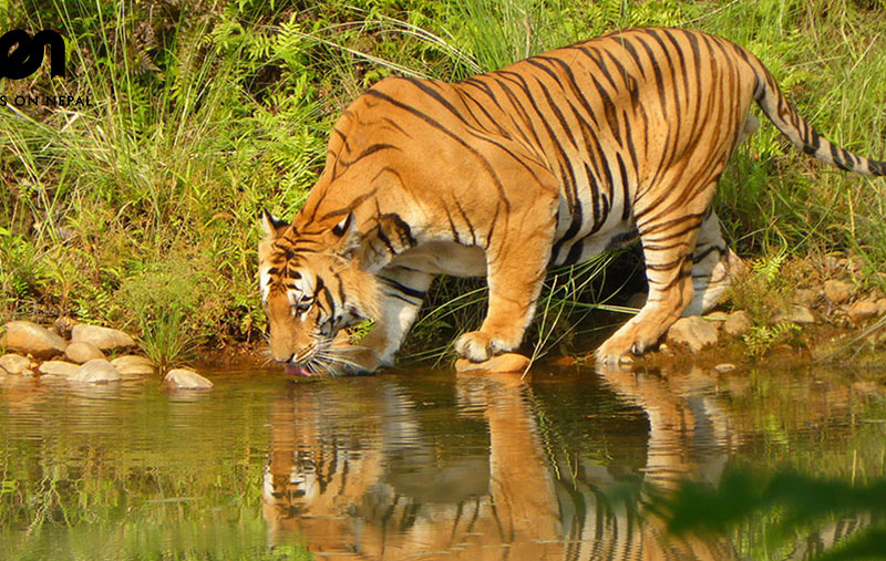 Bardia national park