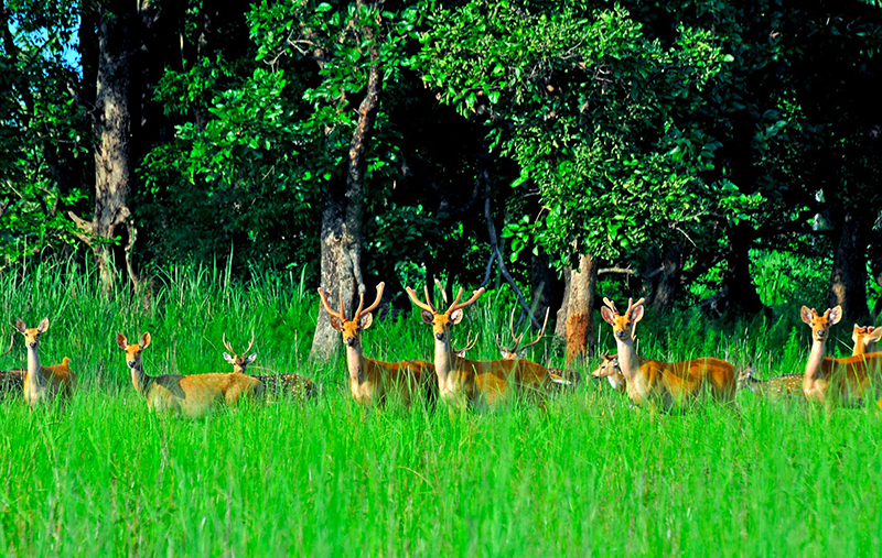 Jungle Safari